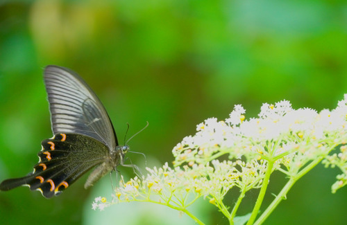 Chinese Peacock Swallowtail