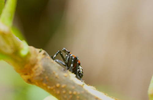 Spotted Lanternfly