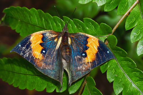 Orange Oakleaf