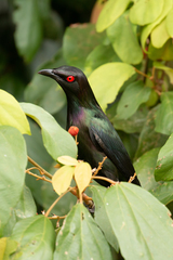 Metallic Starling photo 5