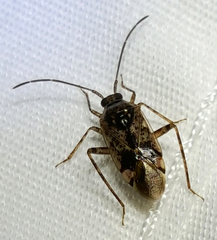 Eustictus