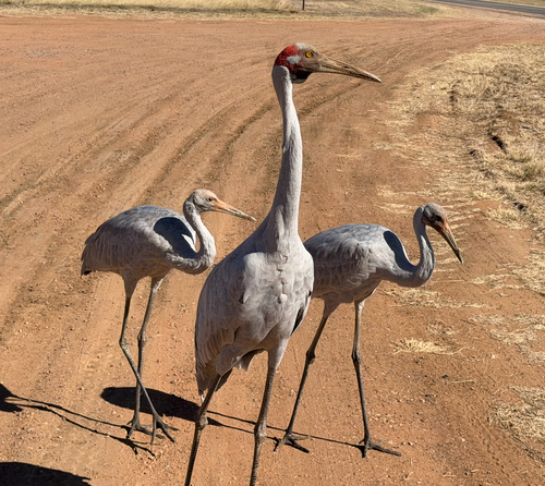 Brolga