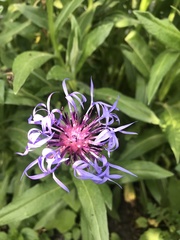 Centaurea montana