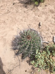 Ferocactus herrerae