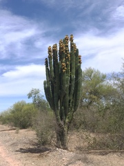 Pachycereus pecten-aboriginum