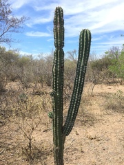 Pachycereus pecten-aboriginum