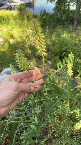Canadian milkvetch