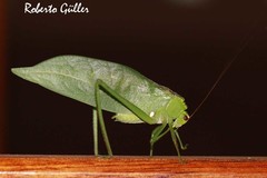 Stilpnochlora incisa