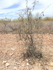 Fabaceae