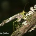 Anaphidna verrucosa - Photo (c) Roberto Guller, algunos derechos reservados (CC BY-NC-ND), subido por Roberto Guller