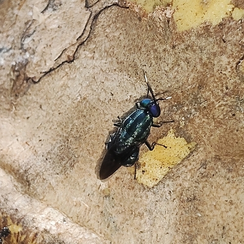Ptilocera continua
