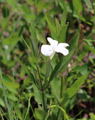 Ruellia noctiflora