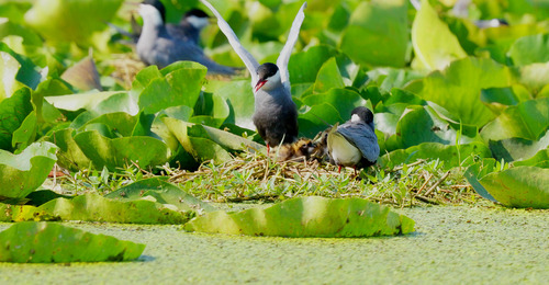 Whiskered Tern