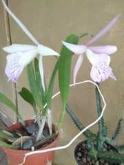 × Brassocattleya