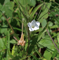 Ruellia noctiflora