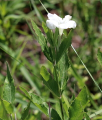 Ruellia noctiflora