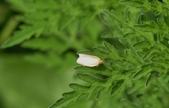 Clepsis clemensiana
