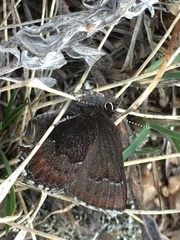 Callophrys mossii