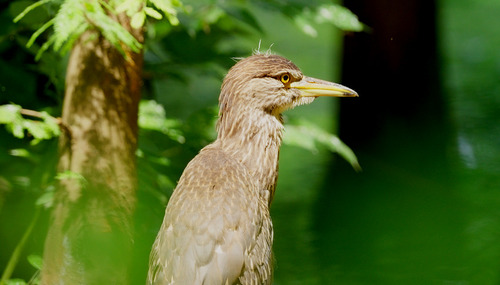 Black-crowned Night Heron