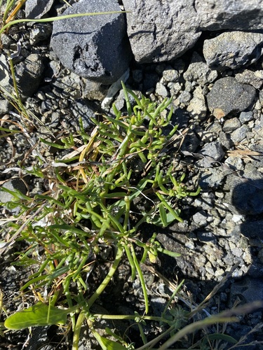 Spergularia canadensis, 2026-07-20