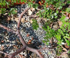 Arctostaphylos nummularia