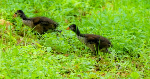 Eurasian Moorhen