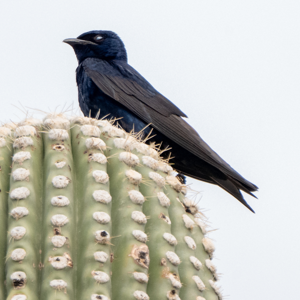 Purple Martin (hesperia)