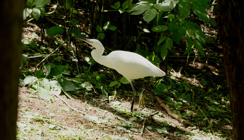 Little Egret