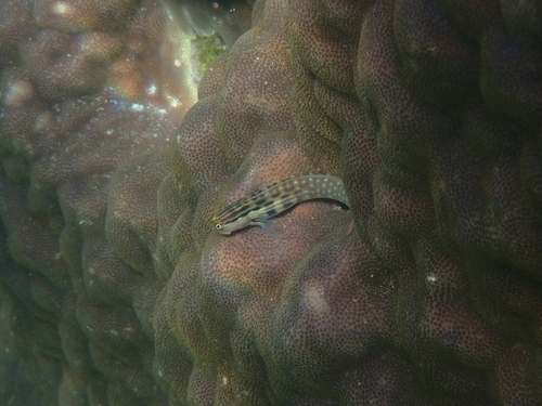 Ecsenius yaeyamaensis observed 2026-07-10