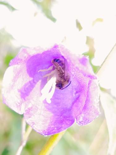Foto von Glockenblumen-Sägehornbiene
