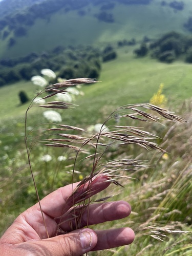 Bromus riparius, photograph 5