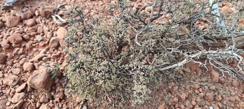 feather dalea
