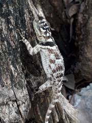 Sceloporus serrifer