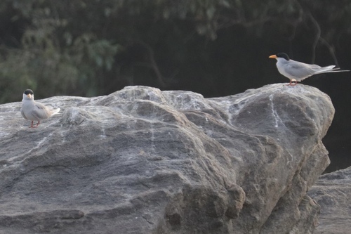 River Tern (Sterna aurantia), photo 9
