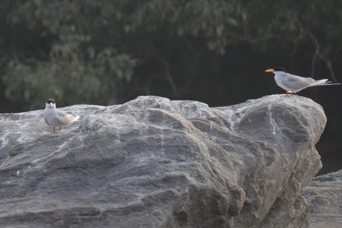 River Tern (Sterna aurantia), photo 4