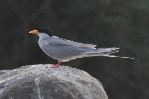 River Tern (Sterna aurantia), photo 10