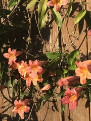 Bignonieae