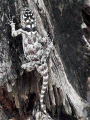 Sceloporus serrifer