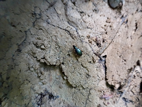 Agonum extensicolle