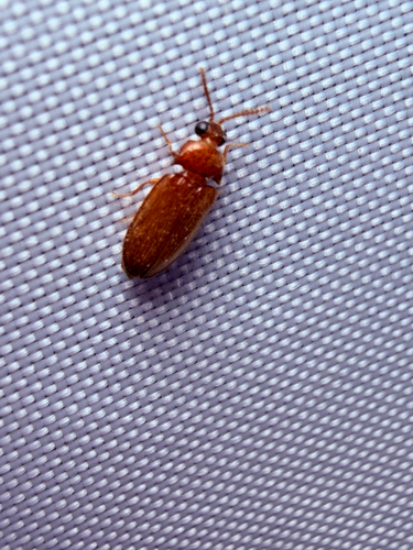 Texas Beetle