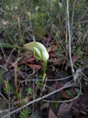 Pterostylis acuminata