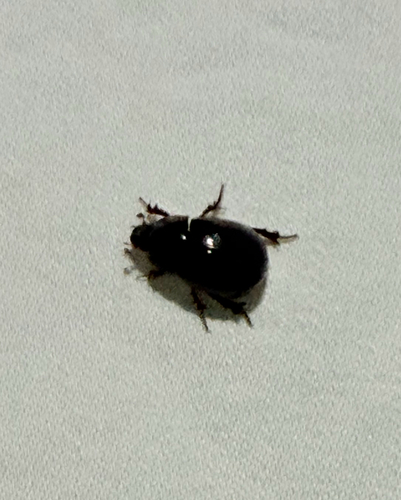 Illiger's Scavenger Scarab