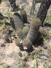 Mammillaria sheldonii