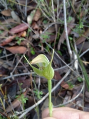 Pterostylis acuminata