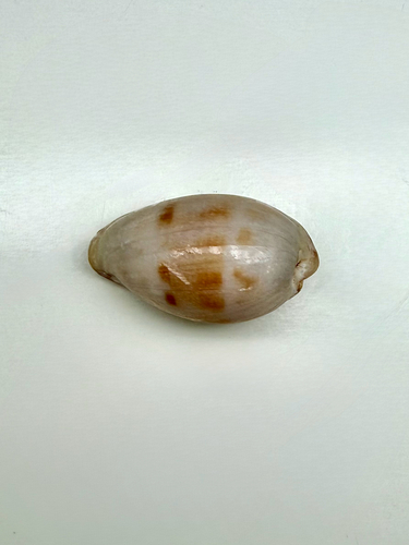 Cypraea walkeri observed 2026-07-25