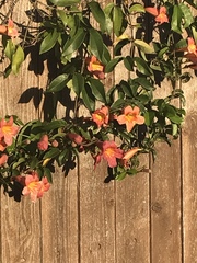 Bignonieae