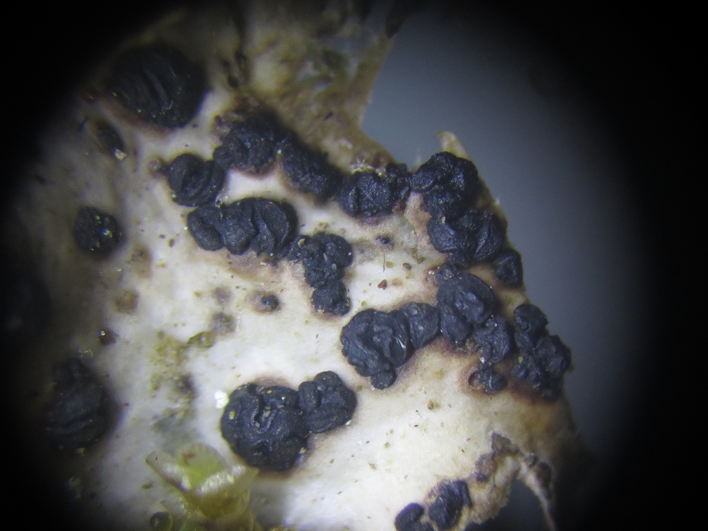 Plectocarpon aequatoriale