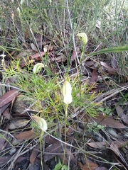 Pterostylis acuminata