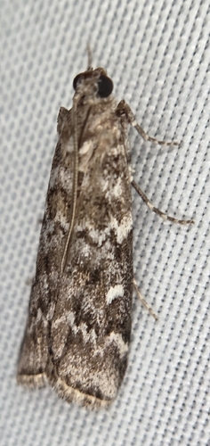 Spruce Coneworm Moth photo 3