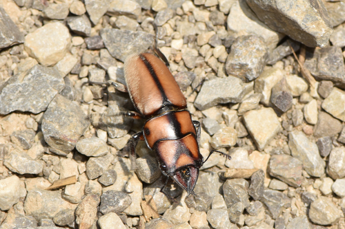 Prosopocoilus suturalis